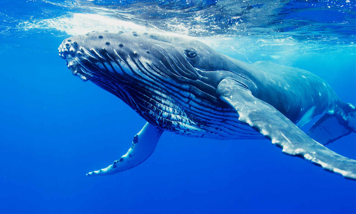 Kambur balinalar kayboldular