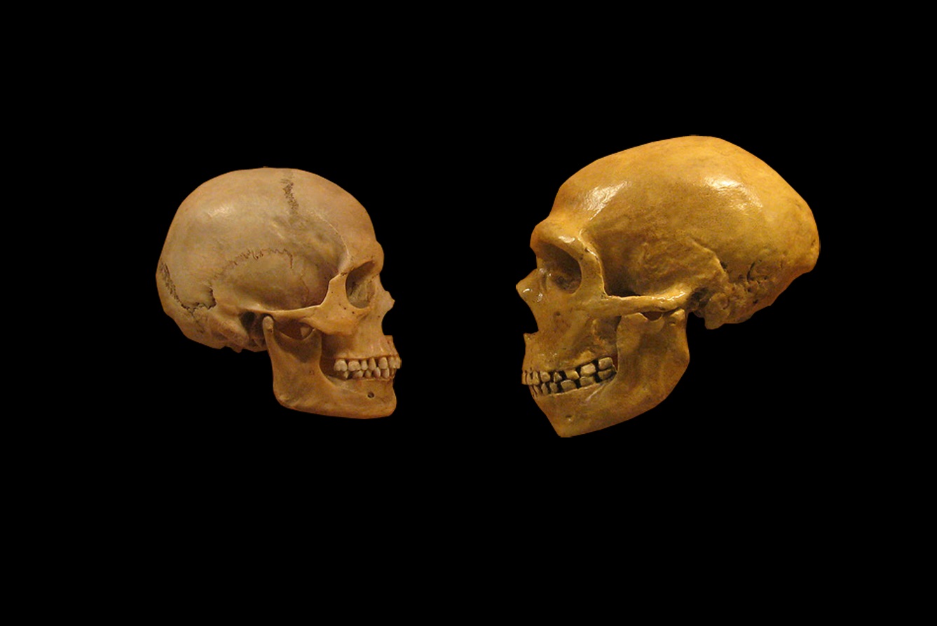 Modern insanlar ve neandertaller ilk olarak 100 bin yıl önce çiftleşti