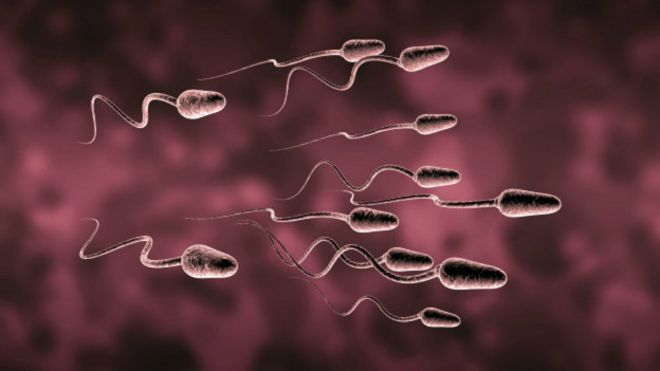 Farelerde kök hücreden sperm yapıldı