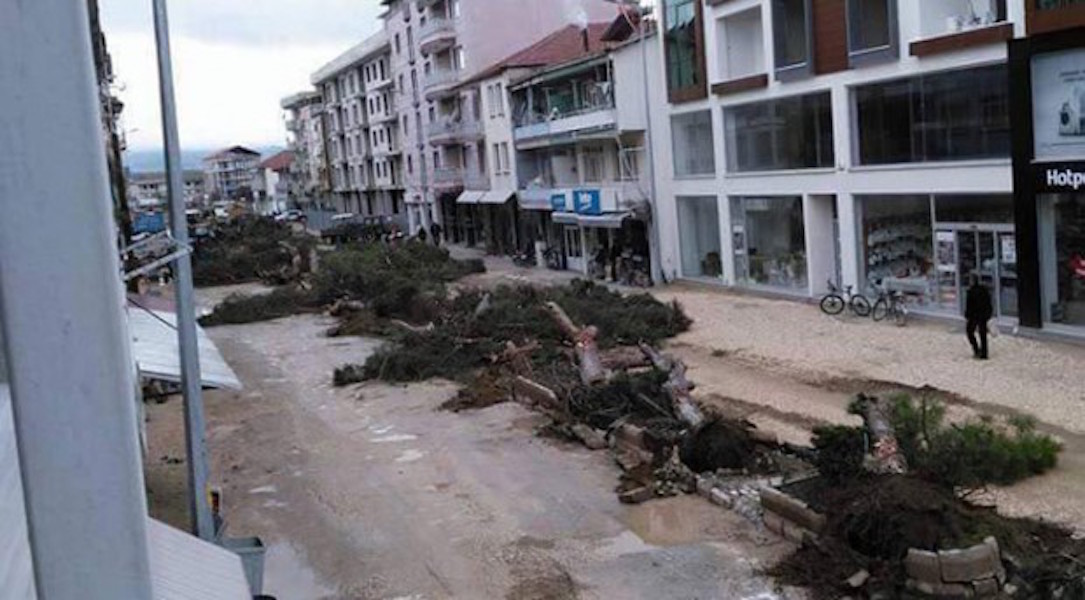 AKP'li vekilden timsah gözyaşları: Belediye yarım asırlık çam ağaçlarını kesti