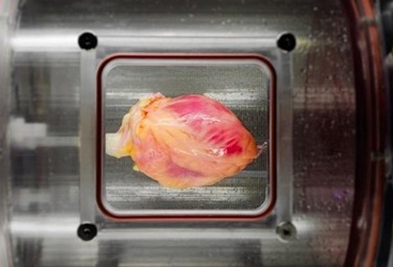 Bilim insanları kök hücreden gerçek boyutlarda atabilen kalp ürettiler