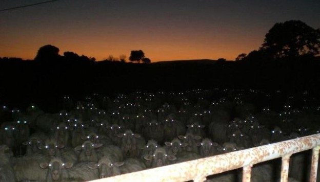 Esrar yiyen koyunlar köyü birbirine kattı!