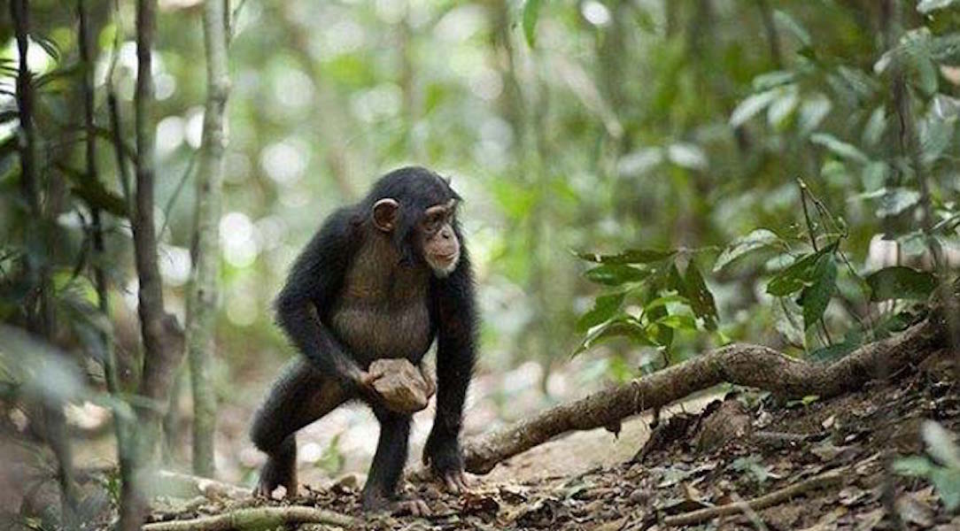 VİDEO | Şempanzelerin dini var mı?