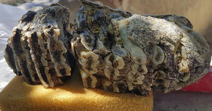 Konya'da 2.5 milyon yıllık fosil bulundu