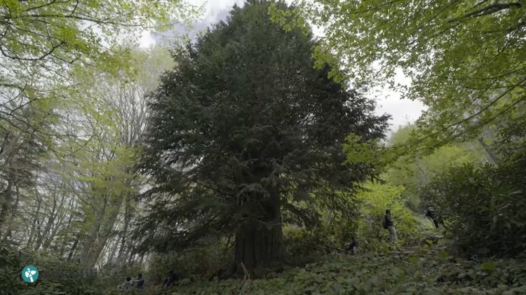Bu ağaç Tunç Devri'nden beri ayakta: Zonguldak'ta 4 bin yıllık porsuk ağacı