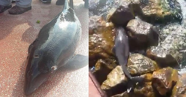 Denize kedi atılan Karamürsel sahilinde şimdi de vurulmuş yavru yunus bulundu