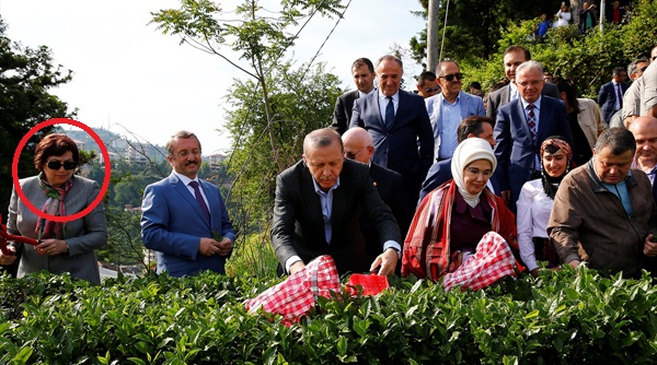 Erdoğan'la çay toplayan Danıştay Başkanı'na müjde!