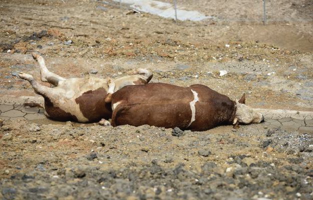 Susuzluktan ölen 'kurbanlık' hayvanları yol kenarına attılar