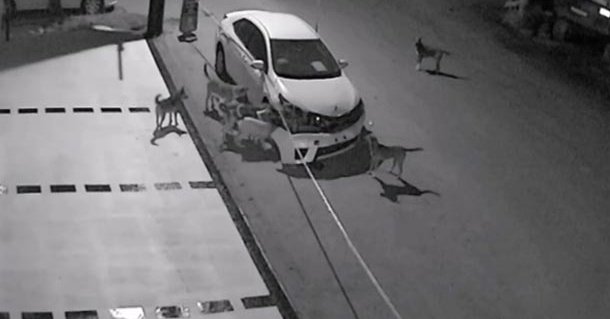 Veteriner Hekimler Odası'ndan köpeklerin otomobili parçaladığı görüntülere açıklama
