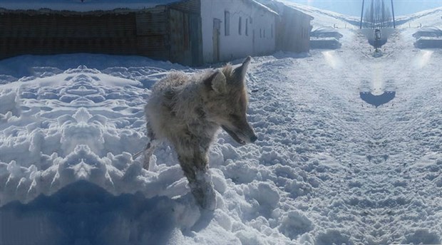VİDEO | Anadolu'da çetin kış şartları: Bir tilki ayakta dondu