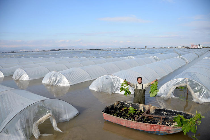 Mersin'de sel altında ekin hasadı: Kayıkla hasat yapıyoruz, tarih bizi yazsın