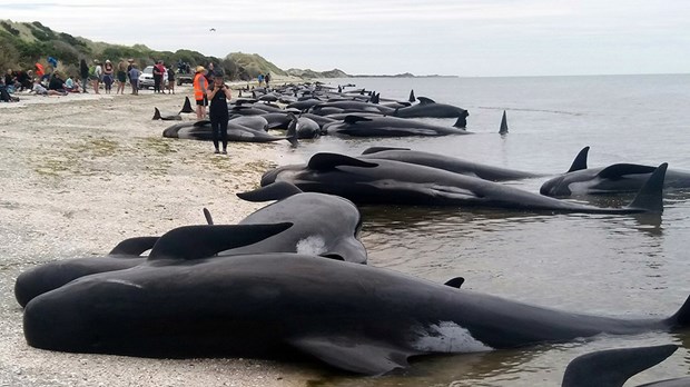 VİDEO | Yeni Zelanda'dan acı görüntüler: Yüzlerce balina karaya vurarak can verdi