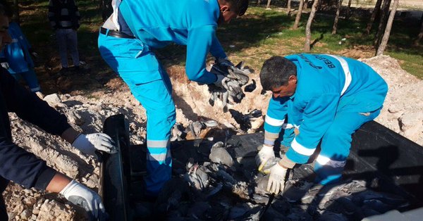 Urfa'da kuş ölümleri: Günden güne artıyor