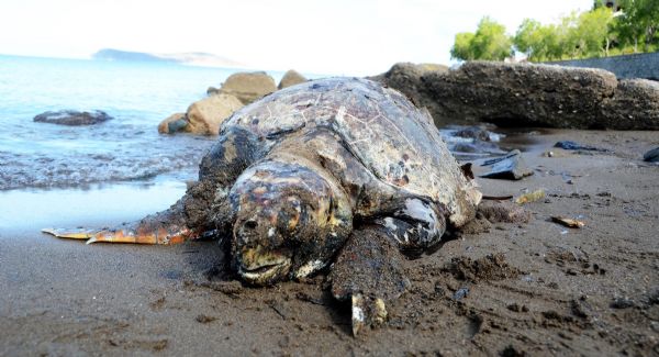 Bu caniliğe kelimeler yetmez: Deniz kaplumbağasına kurşun yağdırıp öldürmüşler