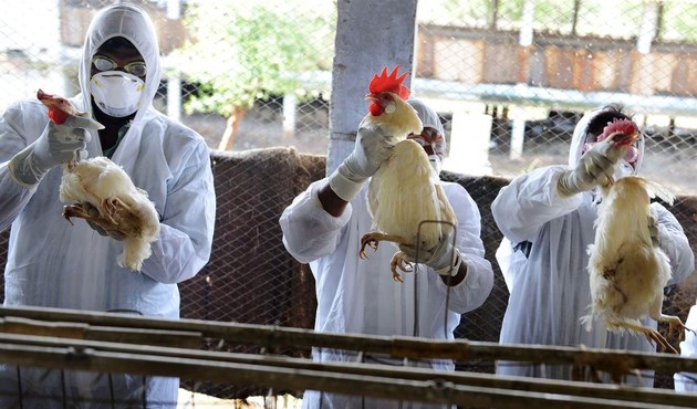 Anadolu'da 'kuş gribi' alarmı: İki ilde yüzlerce tavuk öldürüldü