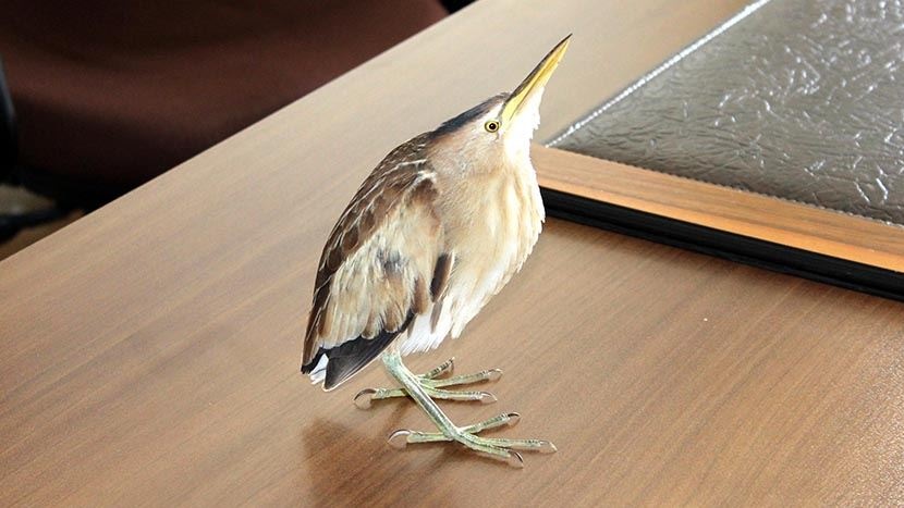 Nesli tükenmekte olan kuş Kastamonu'da bulundu