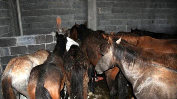 Adana'da bir evin deposunda kesilmiş 8, kesilmek için bekletilen de 25 at bulundu!