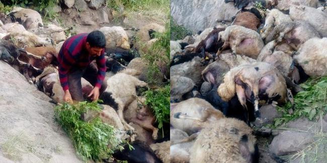 Biri atlayınca diğerleri de ona bakıp atladı: Kayalıktan atlayan 80 koyun öldü