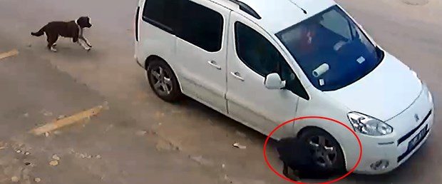 Köpekleri kasti olarak öldürmeye çalışan sürücü sadece para cezası aldı