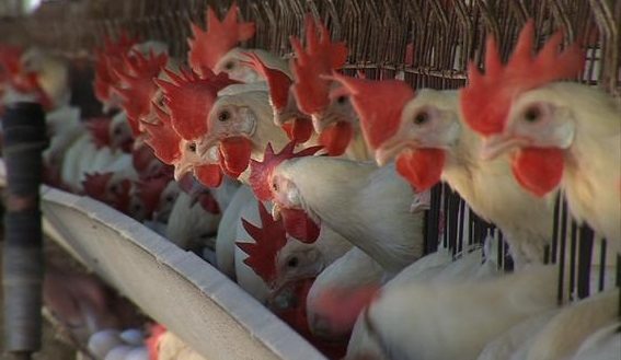 Sivas'ta kuş gribi alarmı: Bir kaz ölünce 1000 kanatlı hayvan itlaf edildi