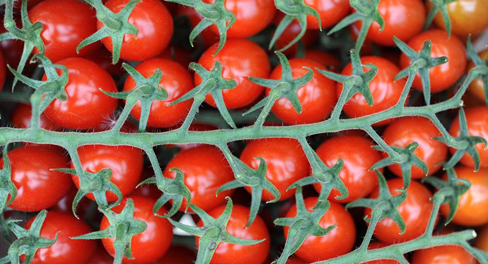 Rusya 17 ton Türk domatesine el koydu