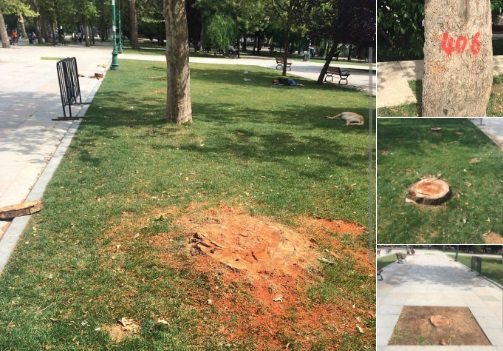 İBB'den Gezi'de kesilen ağaçlara ilişkin açıklama