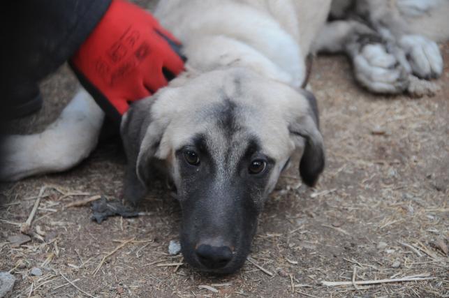Gaziantep'te köpeğe işkence: Kemerle sürüklediler, 20 metre yükseklikten attılar