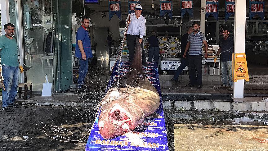 İstanbul'da denizden dev köpek balığı çıktı!