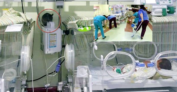 VİDEO | Hastanede skandal görüntüler: Yeni doğan servisinde fare kovaladılar!