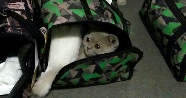 Havalimanında şüpheli bavuldan cins kedi çıktı
