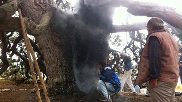 'Yatır' diye inanılan 800 yıllık ağaç, yakılan 'dilek mumu' nedeniyle büyük zarar gördü