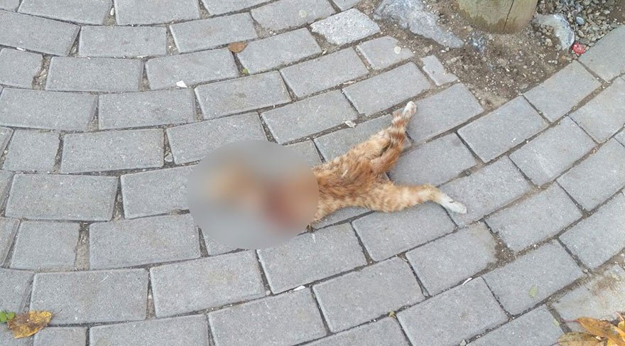 Kaldırımda kafası kesilerek öldürülmüş kedi bulundu