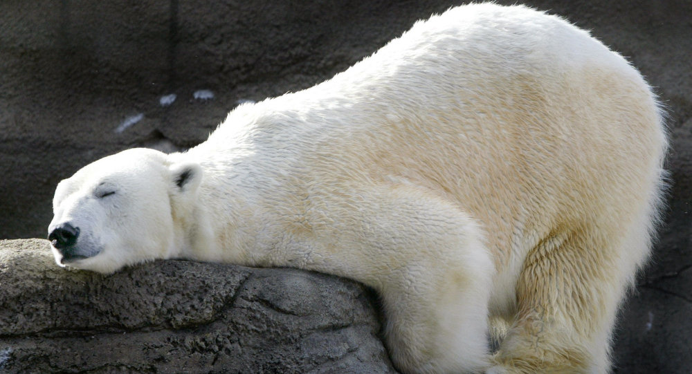 VİDEO | Açlıktan ölmek üzere olan kutup ayısı, yürekleri parçaladı