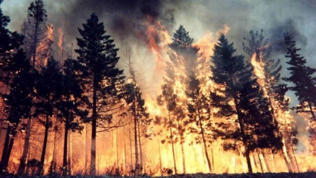 Orman Genel Müdürlüğü'nden açıklama: Kasım ayı boyunca 52 yangın çıktı