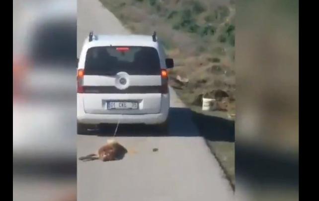 Arabaya bağladıkları ölü köpeği metrelerce sürükleyen sürücüye bin 255 lira para cezası!