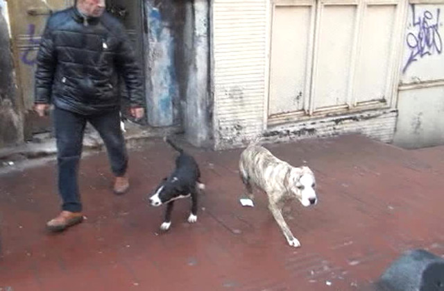 Taksim'deki metruk binada dövüş köpekleri bulundu