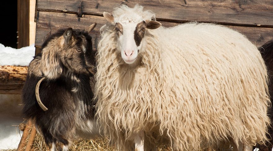 62 yaşındaki adam koyun ve keçilere tecavüzden tutuklandı