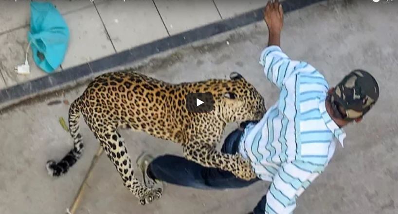VIDEO | Yerleşim bölgesine inen leopar bölge sakinlerine saldırdı