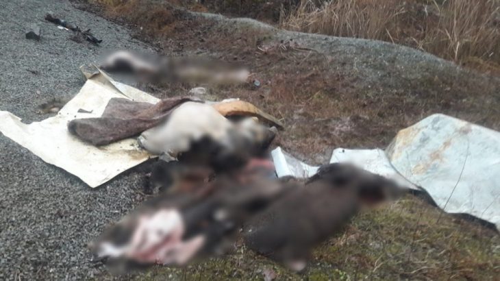 Trabzon Araklı'da öldürülen domuzların etleri alındı, derileri yola atıldı