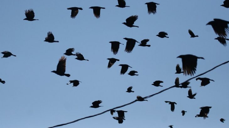 Veteriner hekimlerden toplu kuş ölümleri uyarısı