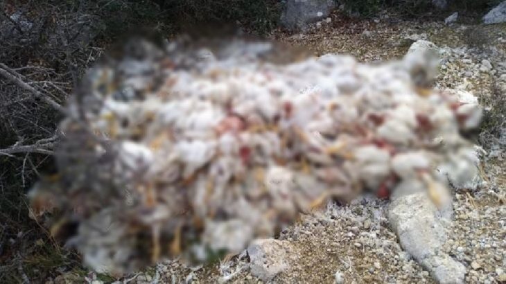 Yüzlerce tavuk ölüsünü doğaya attılar