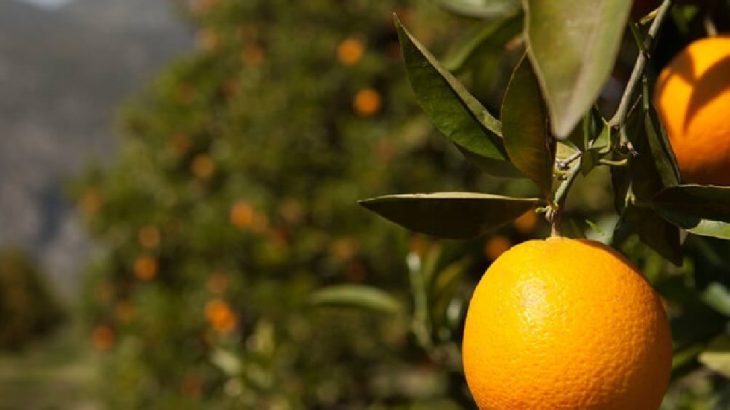Finike'de 'duble yol' için 3 bin dönüm portakal bahçesi yok edilecek