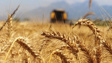 Yurtdışından 400 bin ton ekmeklik buğday ithal edilecek