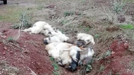Banaz'da çok sayıda sokak köpeği ölü bulundu