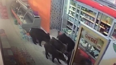 İnegöl'de aç kalan domuzlar mahalleye inip markete girdi