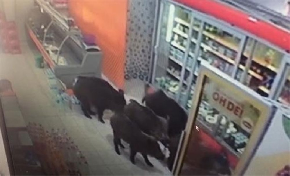 İnegöl’de aç kalan domuzlar mahalleye inip markete girdi