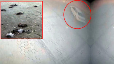 Eminönü Meydanı'nda tur atan bir sürücü onlarca güvercini öldürdü