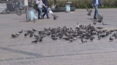 Eminönü'nde güvercinleri ezen şahıs serbest bırakıldı