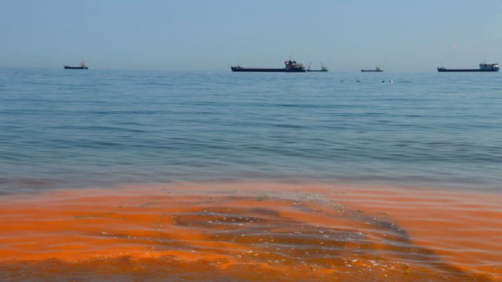 Marmara Denizi'nde plankton çoğalması