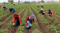 Mevsimlik tarım işçilerine 'Ölün' deniliyor